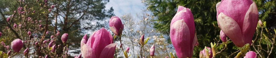 Kwitnące magnolie i sakury w Ogrodzie Botanicznym PAN