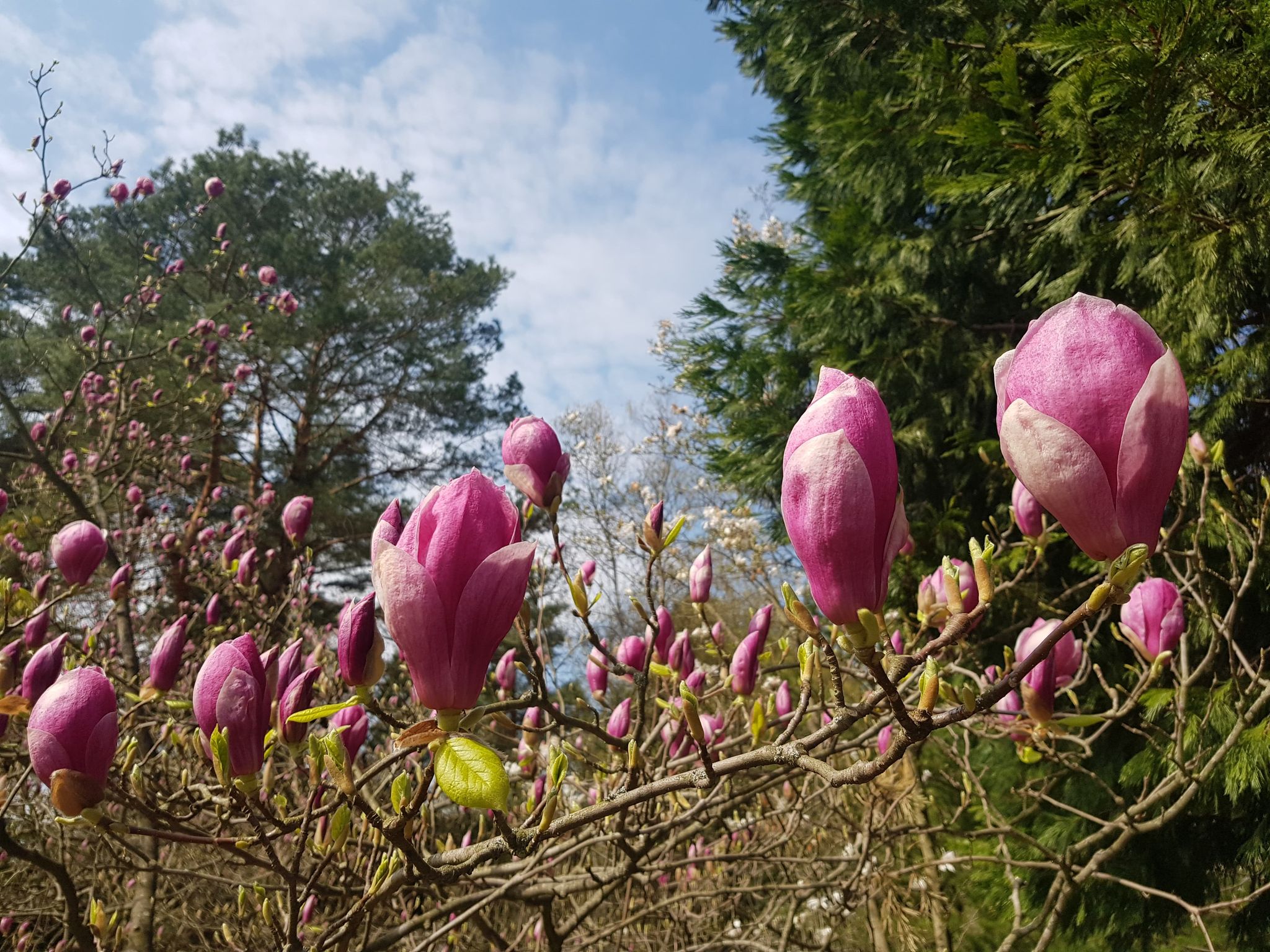Kwitnące magnolie i sakury w Ogrodzie Botanicznym PAN